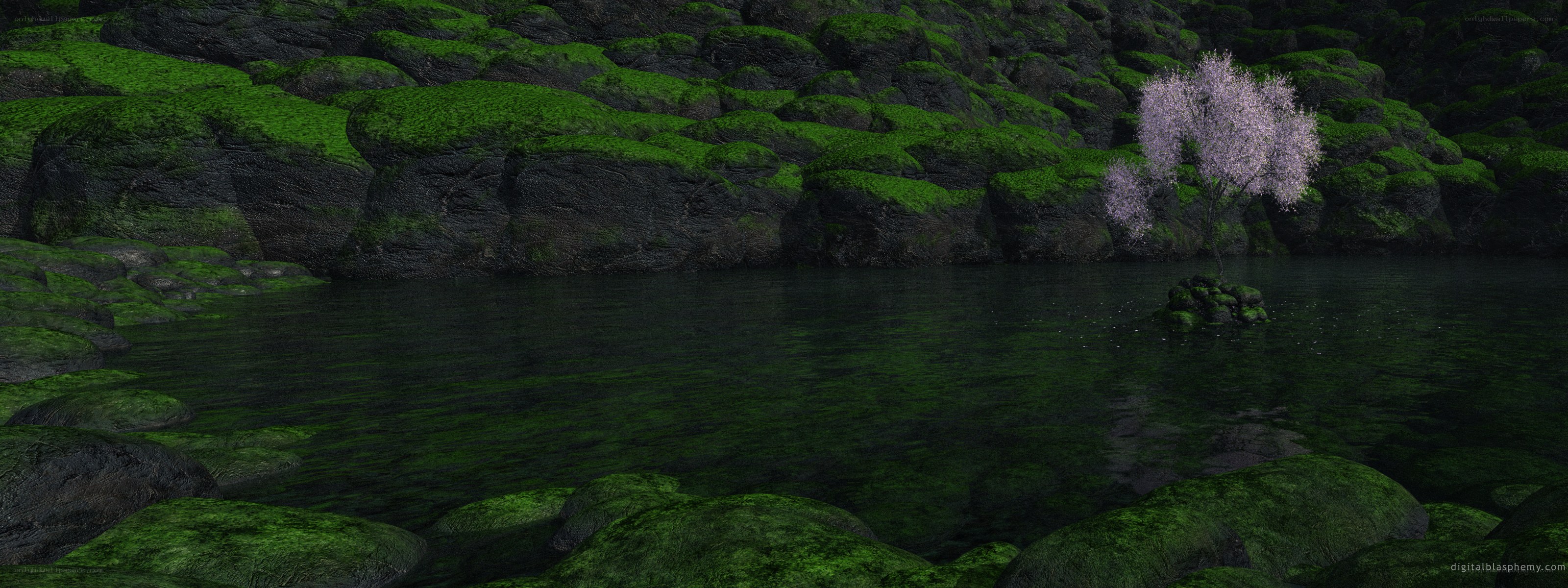 mossy rocks and cherry blossom