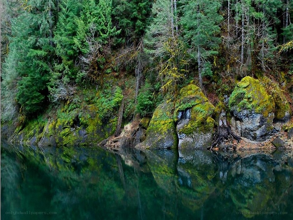 mossy rocks by forest lake