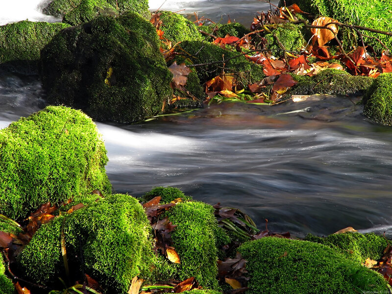 Mossy rocks in a flowing stream