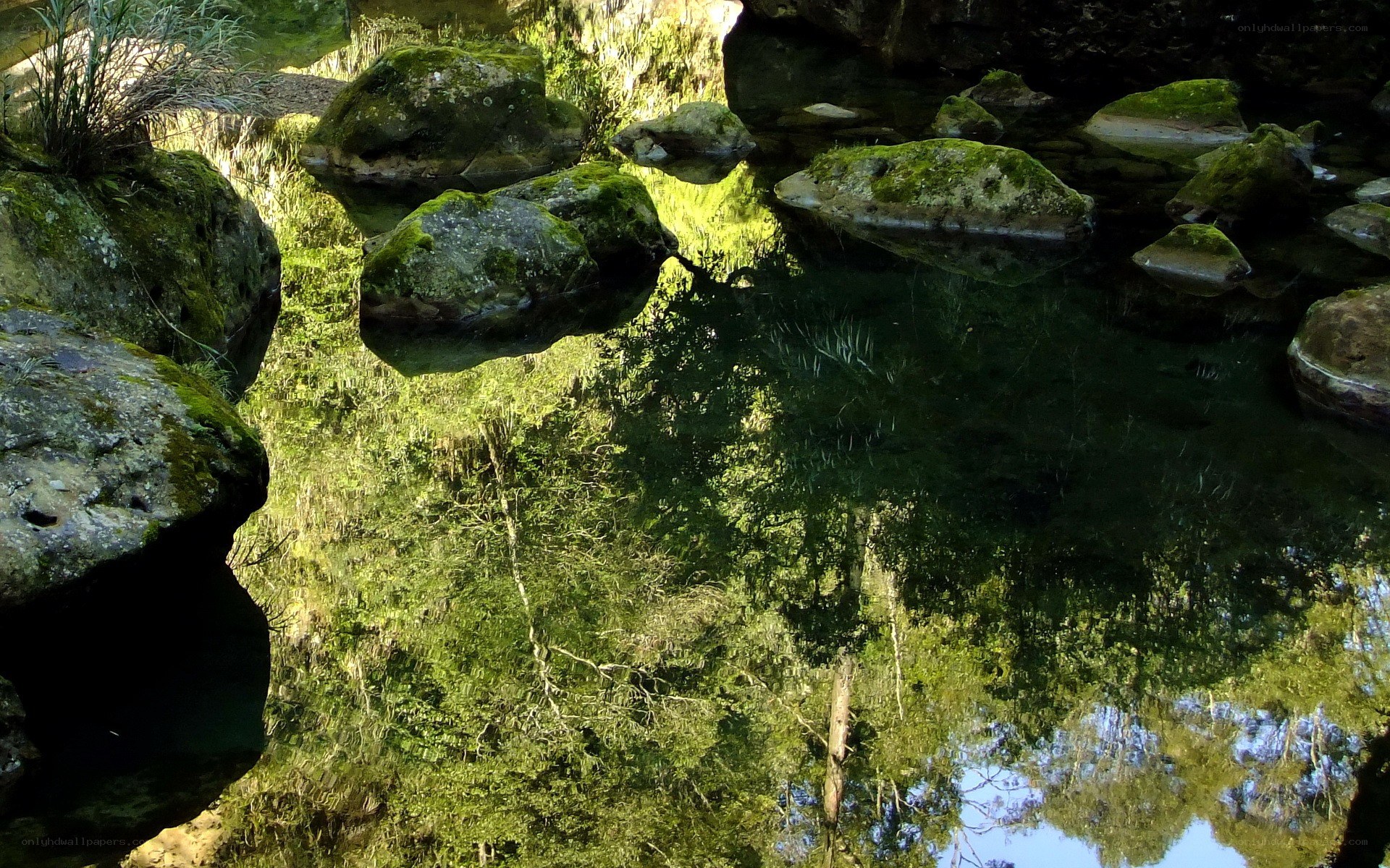 Mossy rocks in a forest stream