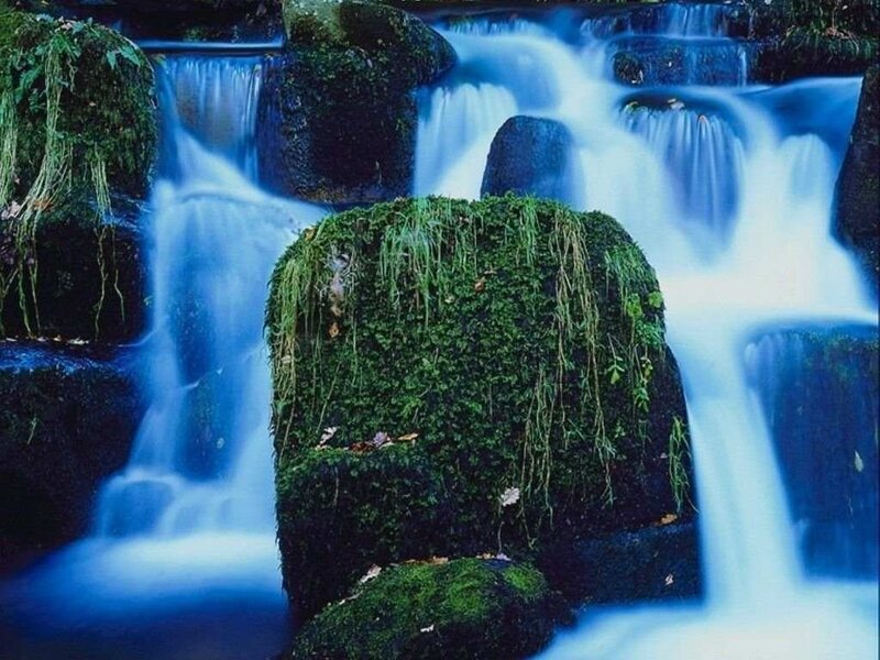 Mossy rocks in a forest stream
