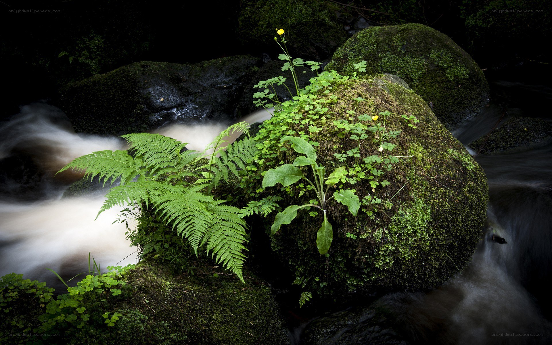 Mossy rocks in a forest stream
