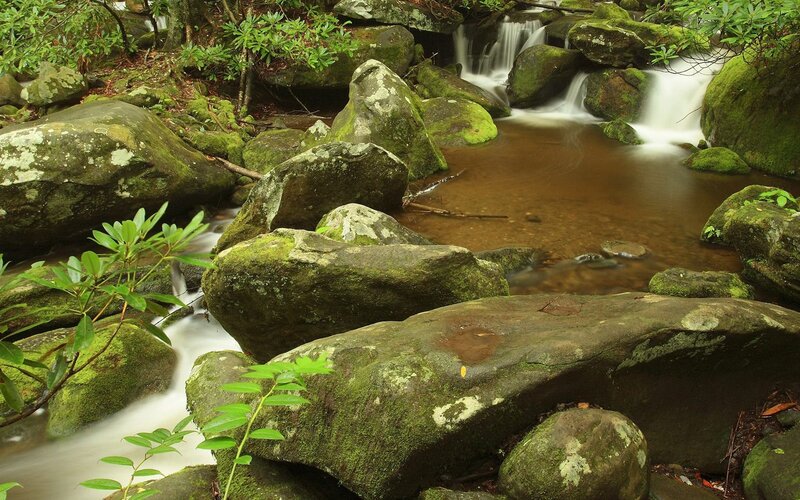 Mossy rocks in a forest stream