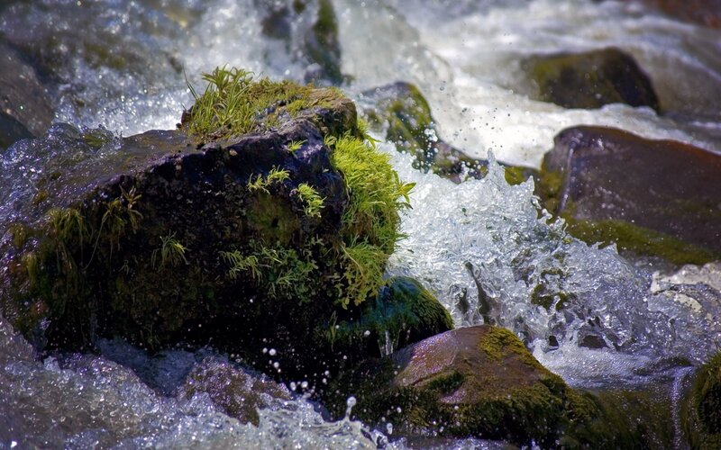 Mossy rocks in a rushing stream