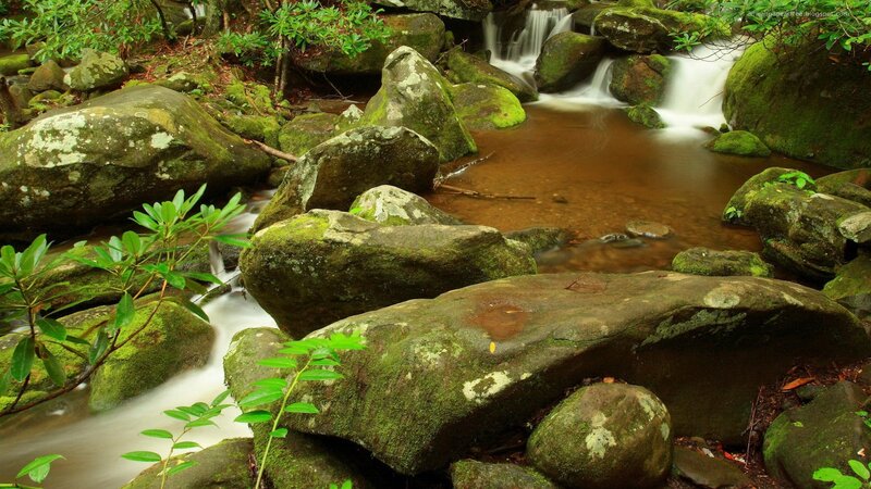 Mossy rocks in forest stream