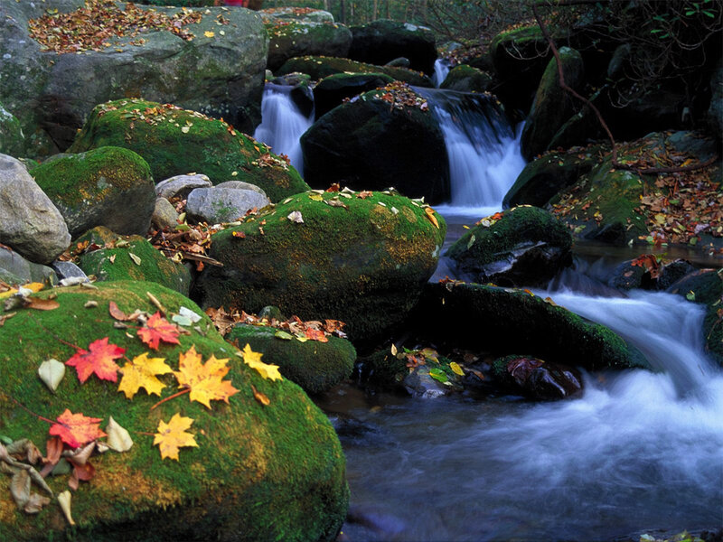 Mossy Rocks in Stream — Green, Serene, Autumn