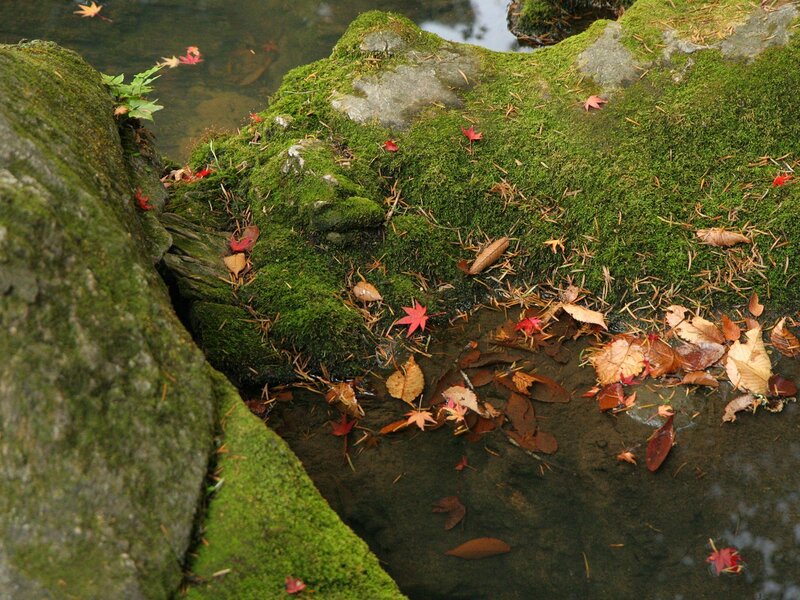 Mossy rocks with autumn leaves