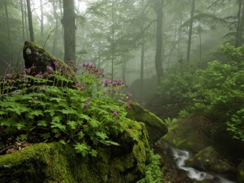Mossy Rocks with Purple Flowers