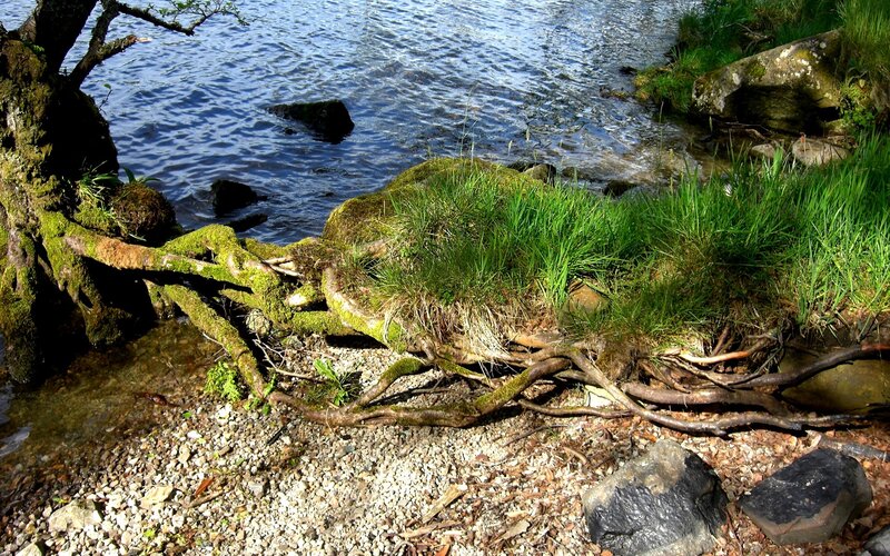 Mossy roots by the lakeside