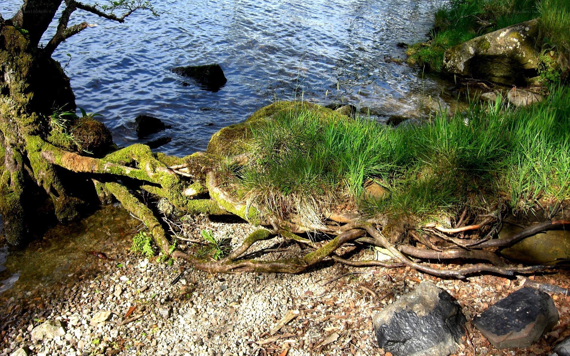 Mossy roots by the lakeside