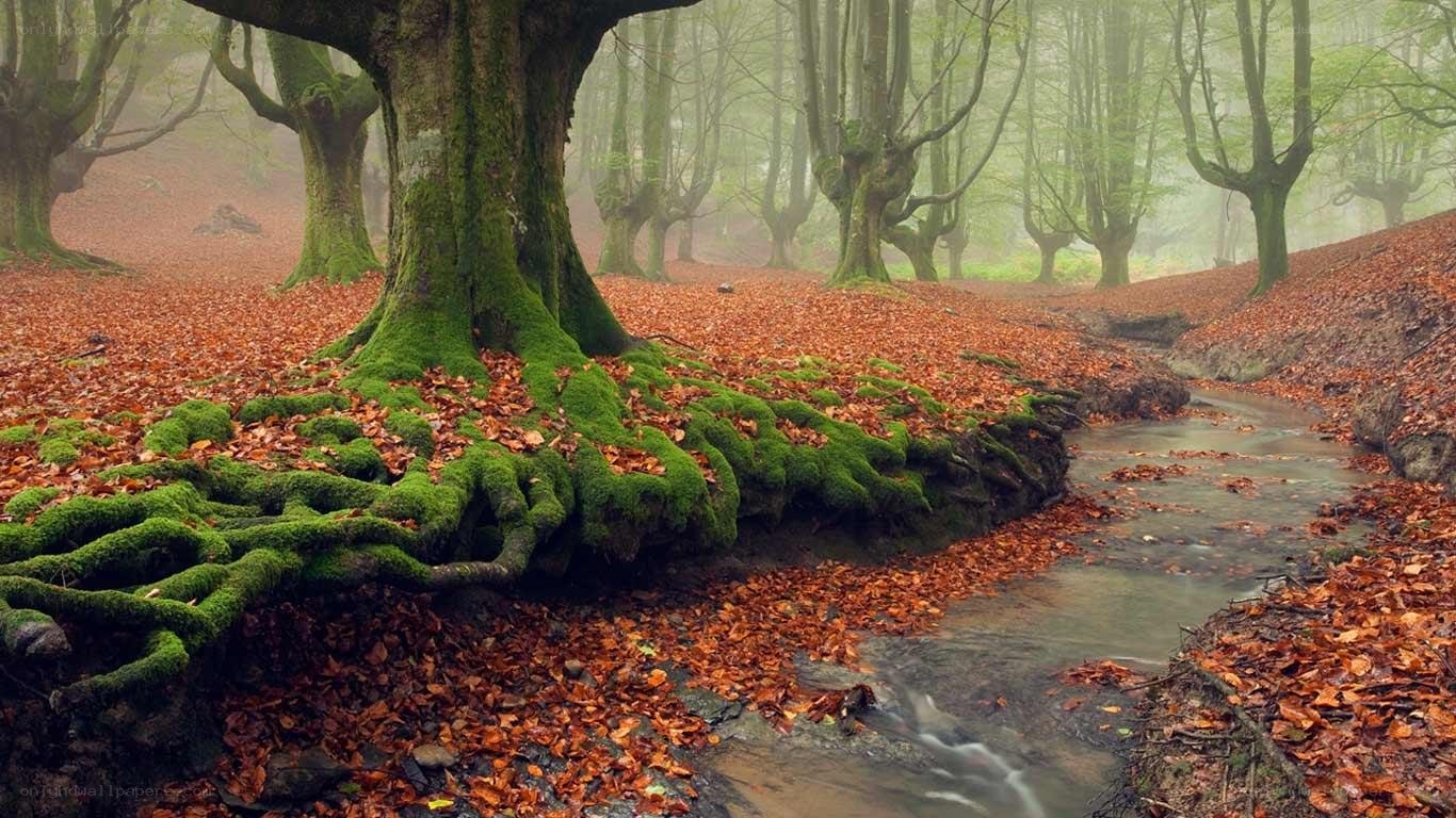 Mossy roots in autumn forest
