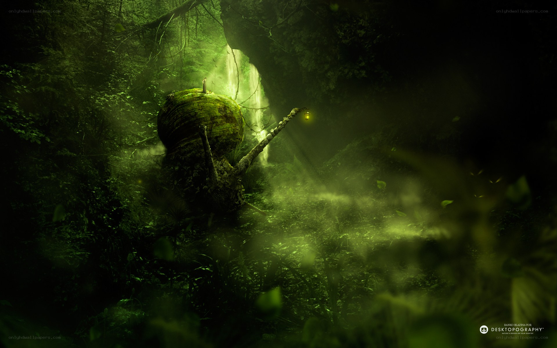 mossy snail in forest