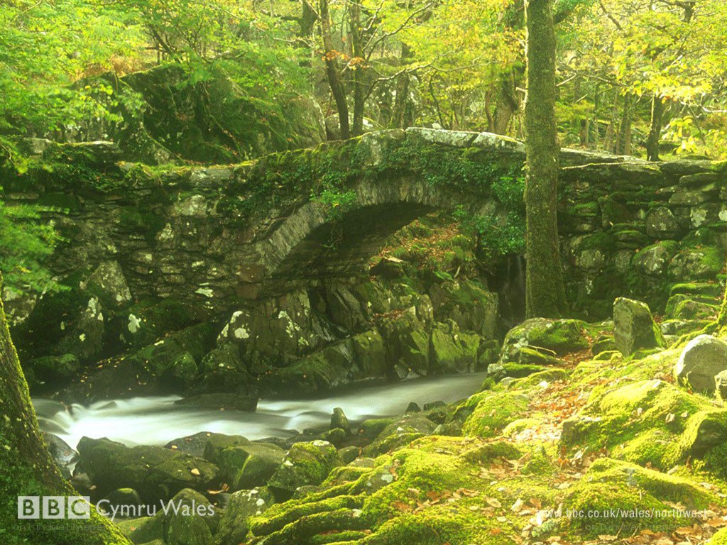Mossy stone bridge in forest