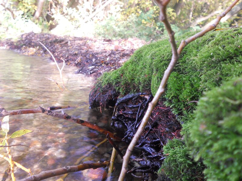 Mossy stream bank in forest