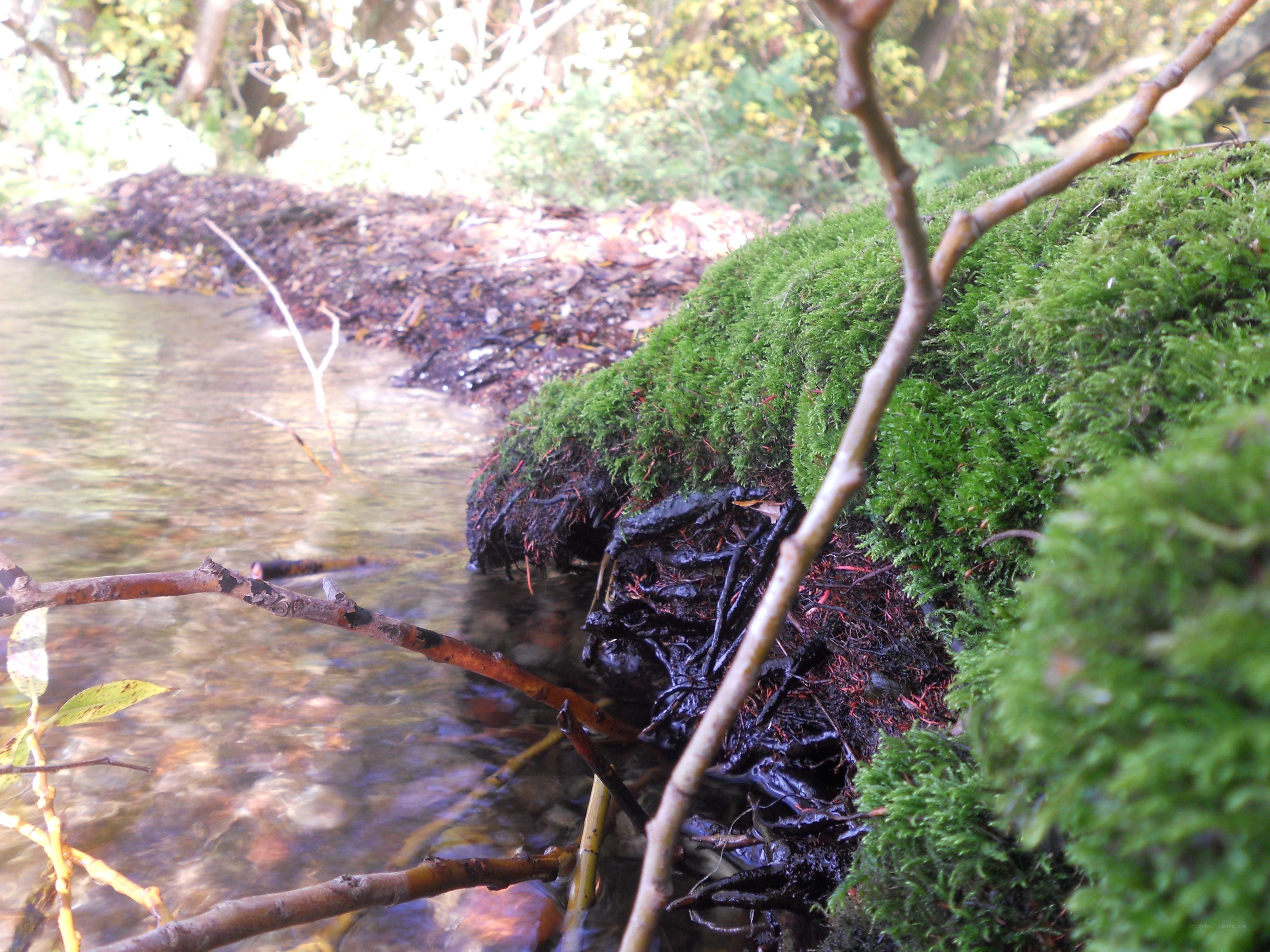 Mossy stream bank in forest