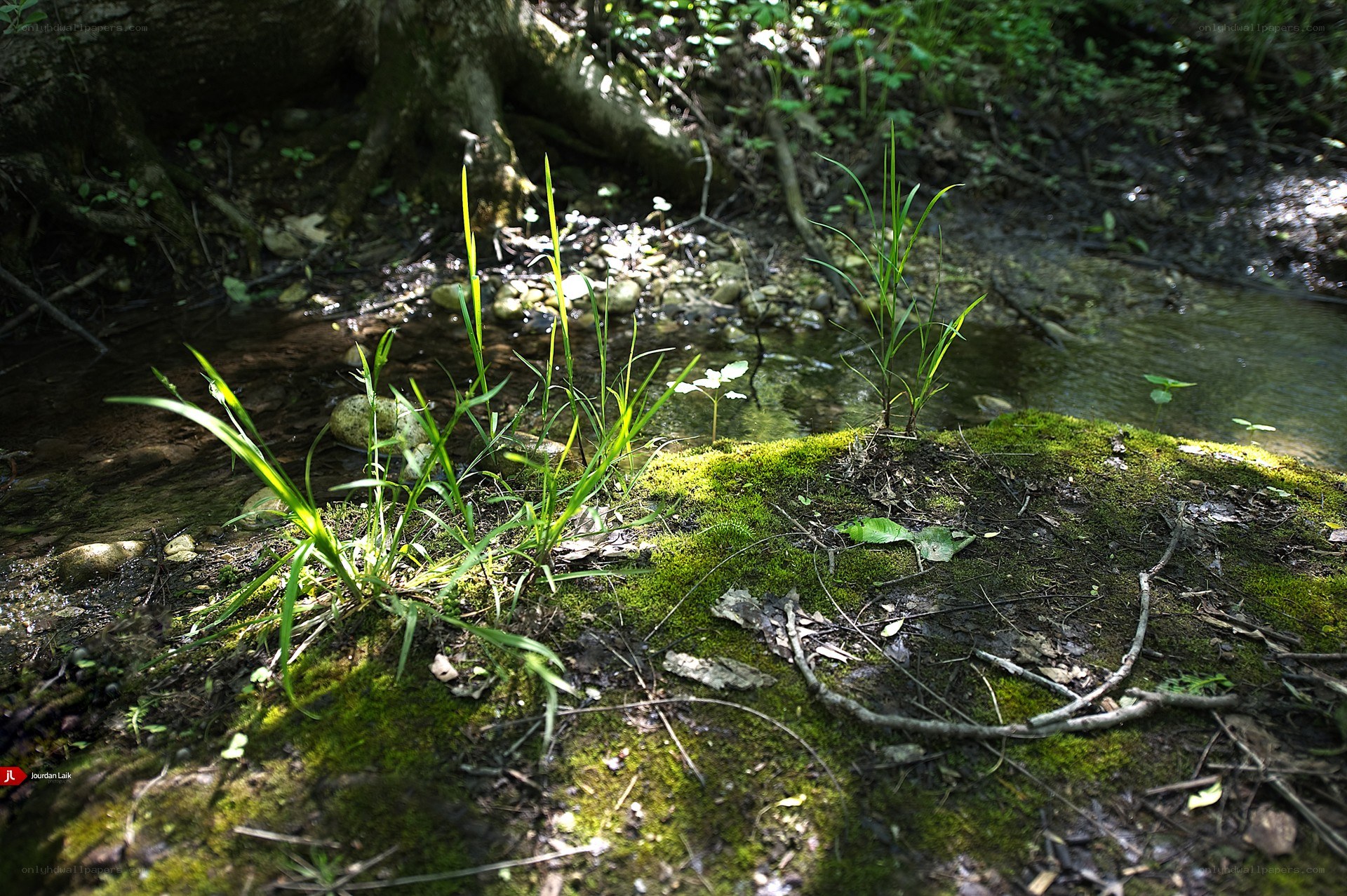 Mossy stream bank in forest