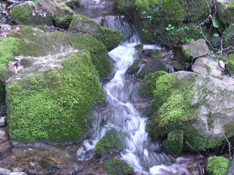 Mossy stream cascading over rocks