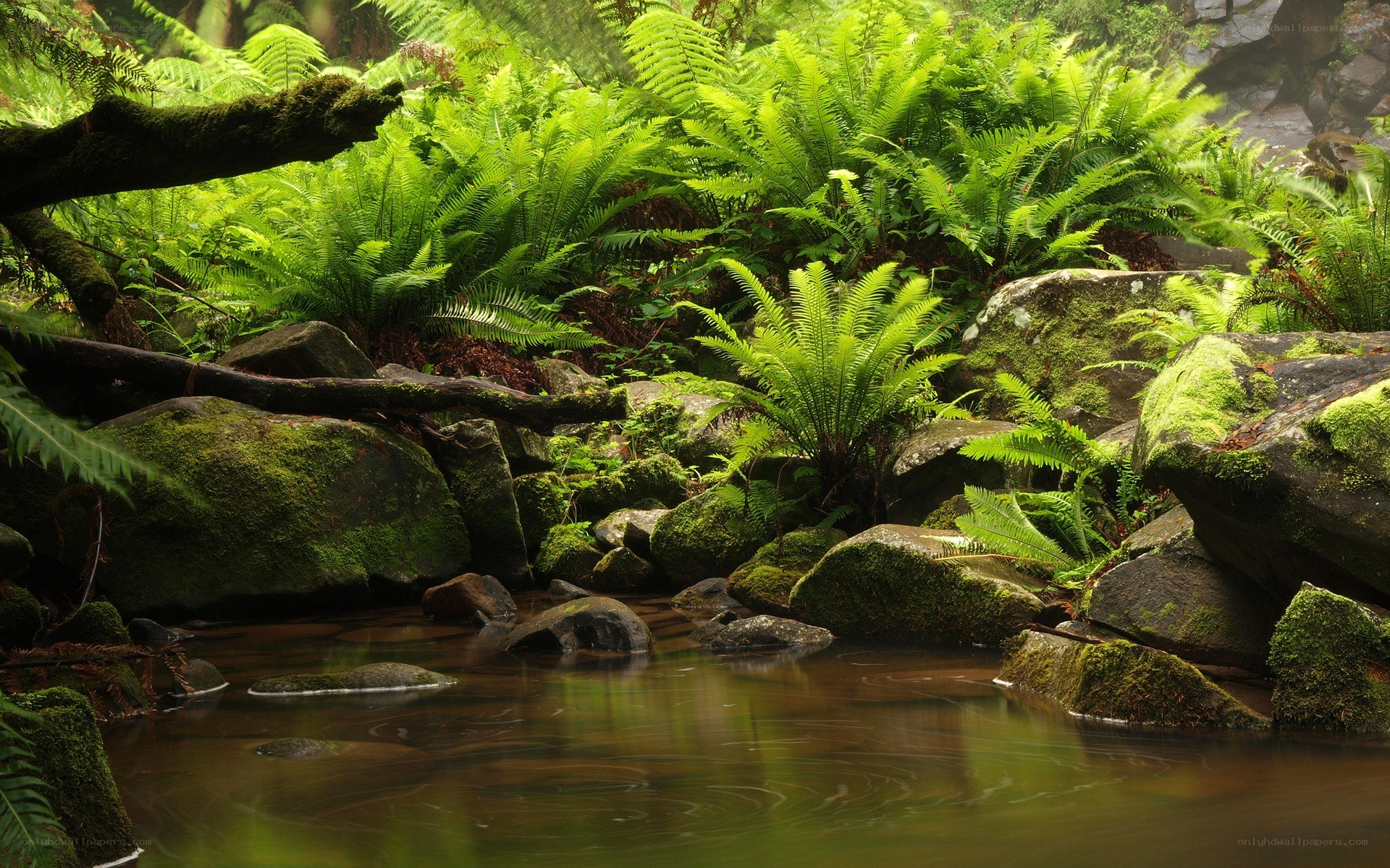 Mossy stream in a fern forest