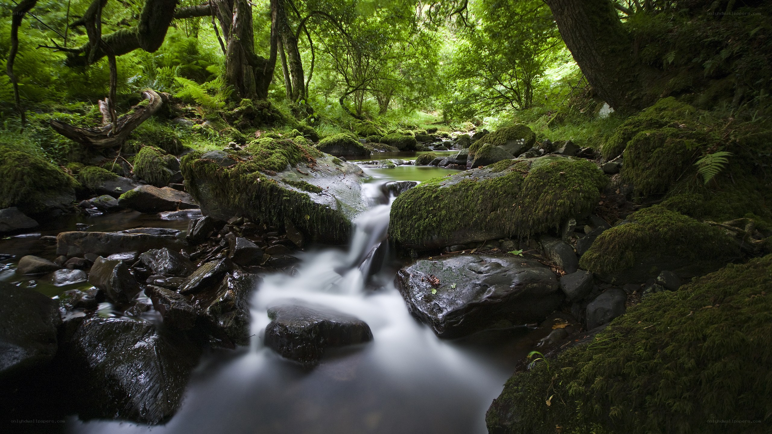 Mossy stream in a forest