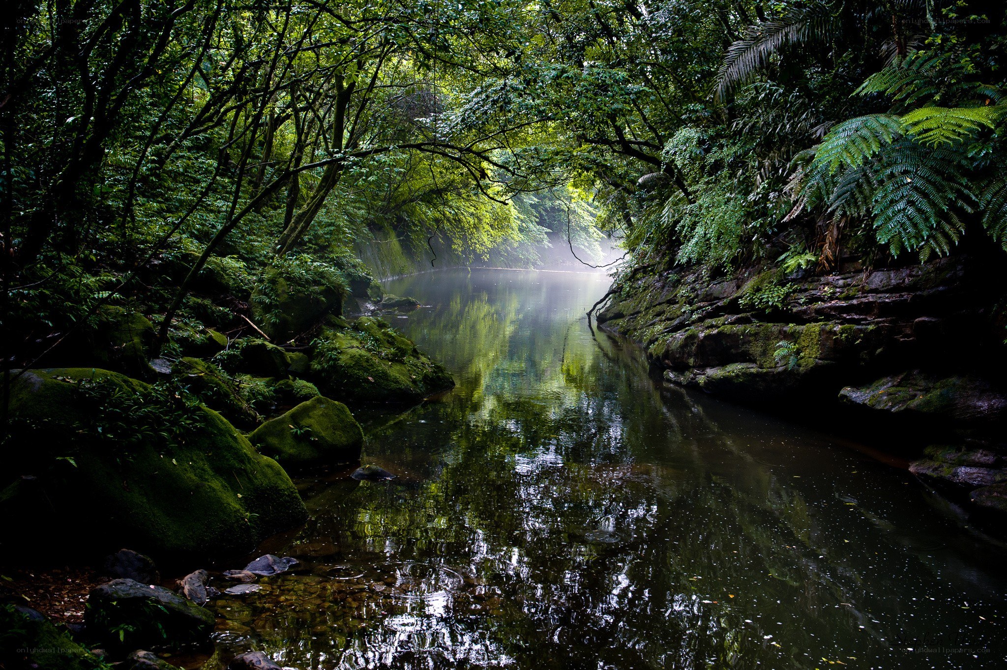 Mossy stream in a forest