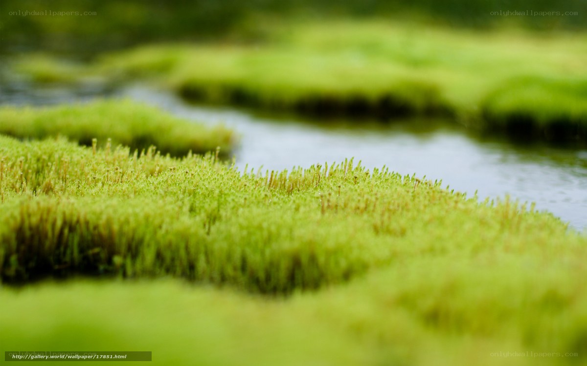 Mossy stream in a forest