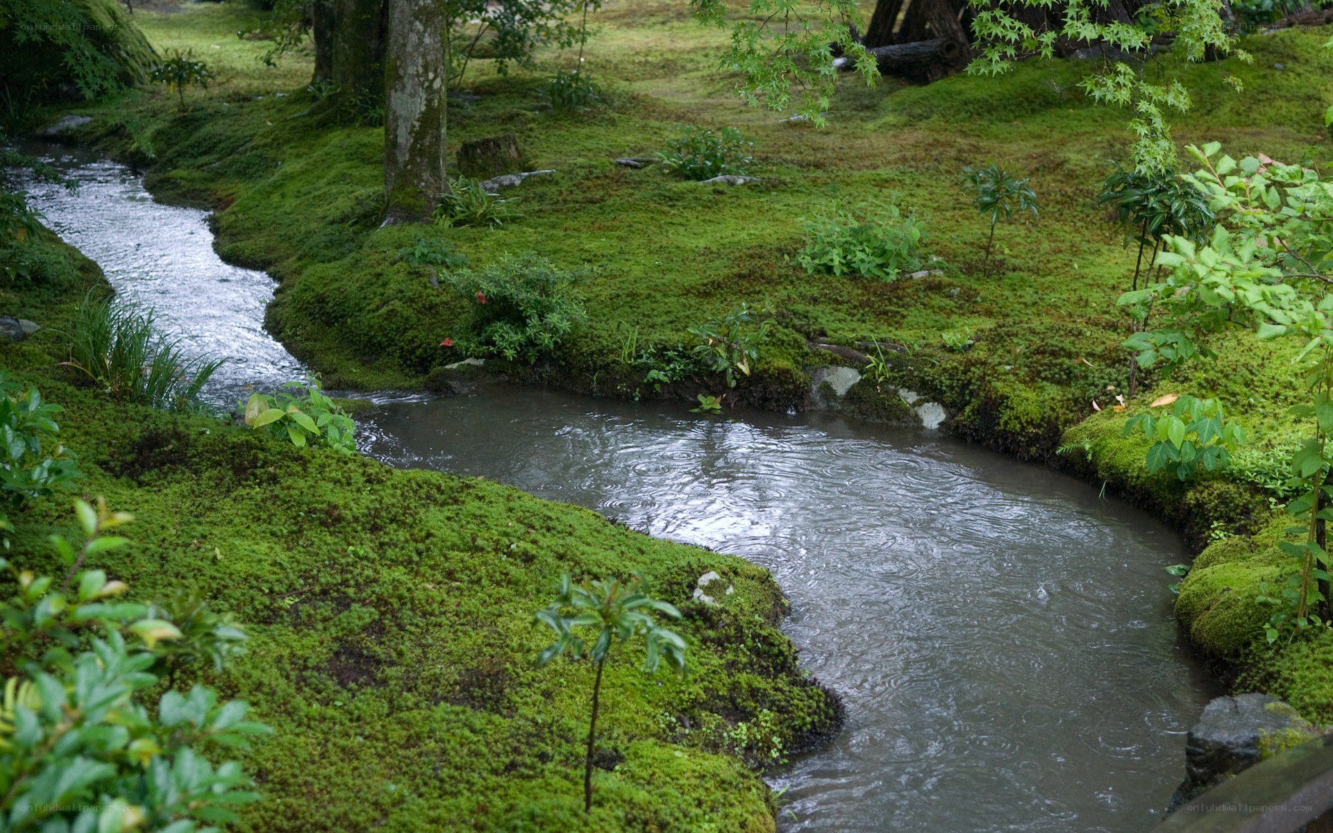 mossy stream in a garden