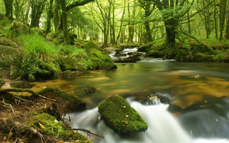 Mossy stream in a green forest