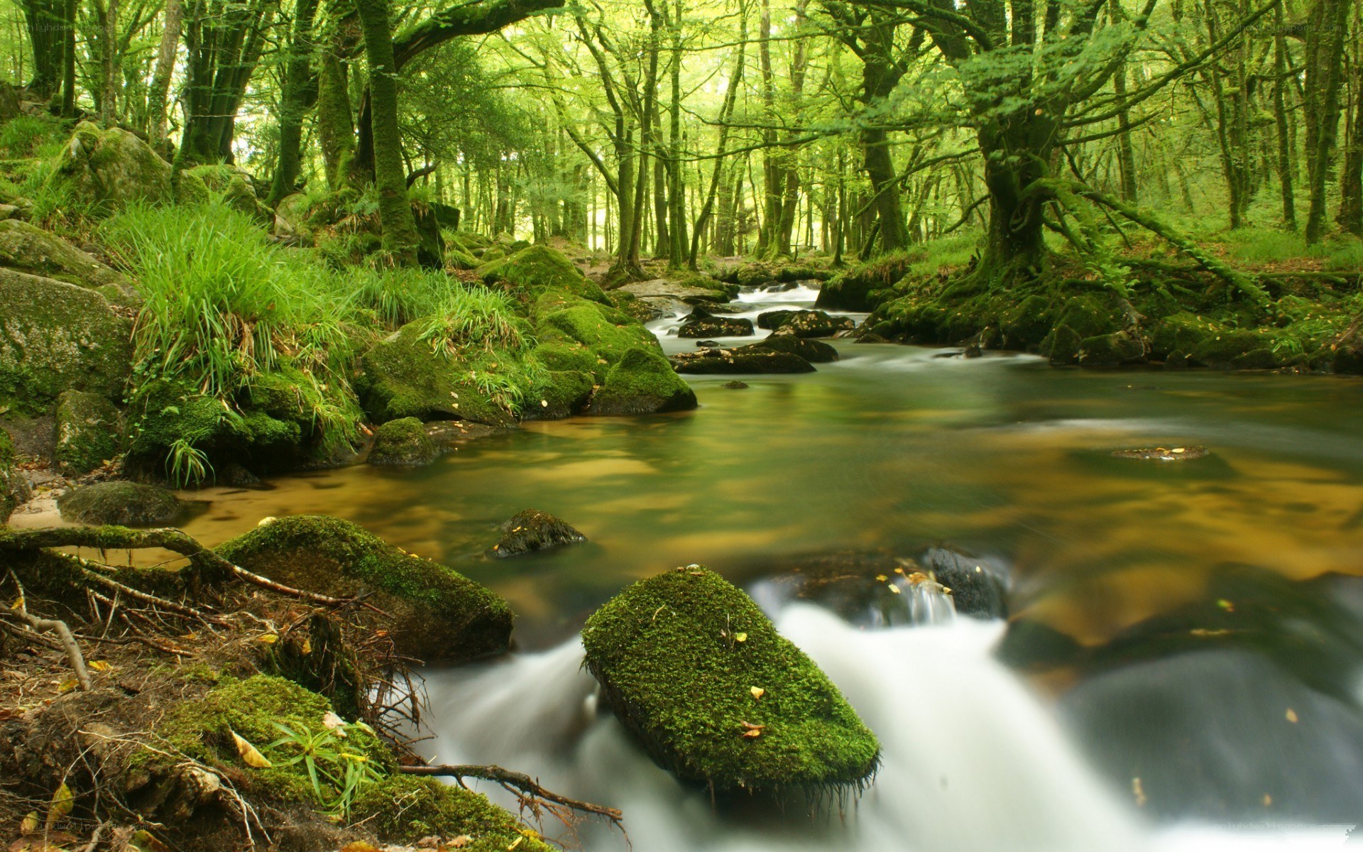 Mossy stream in a green forest
