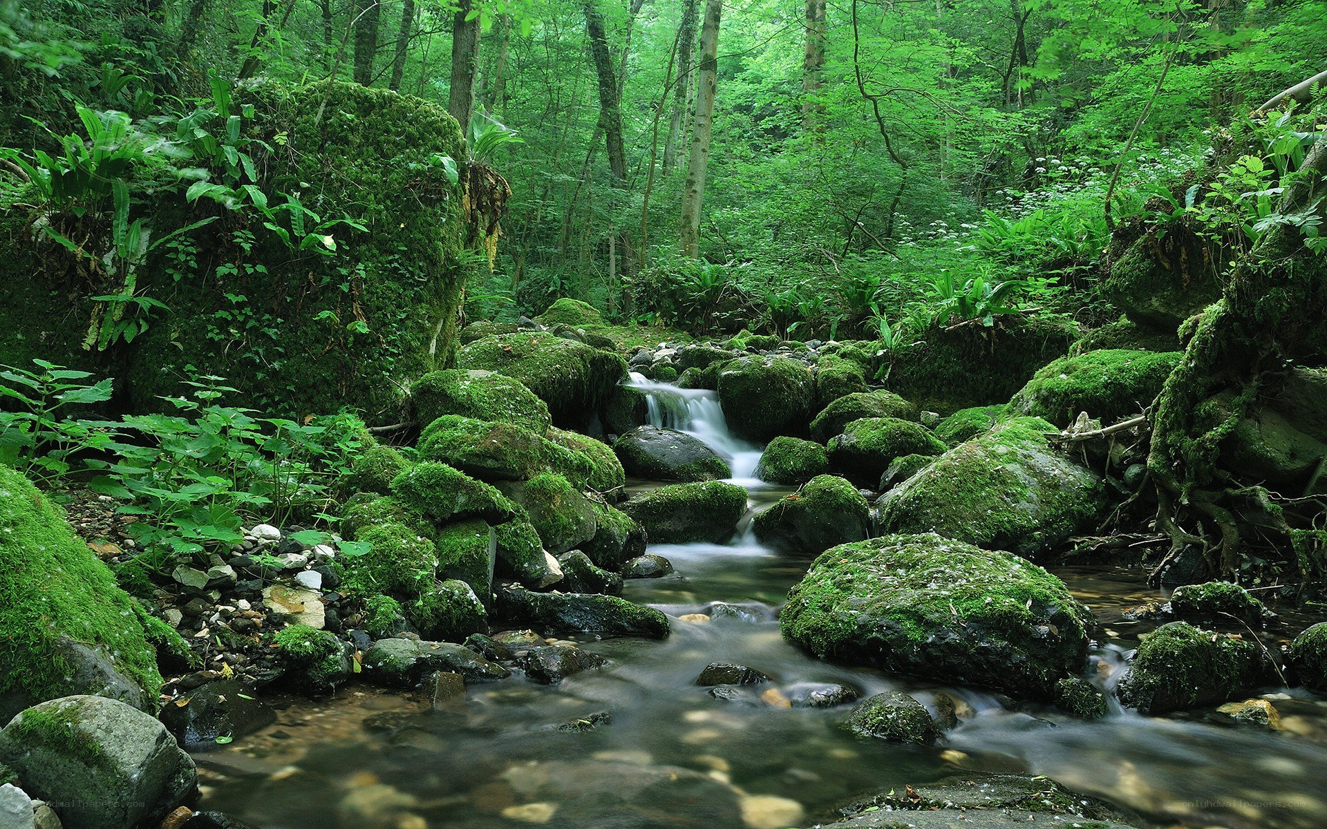 Mossy stream in a lush forest