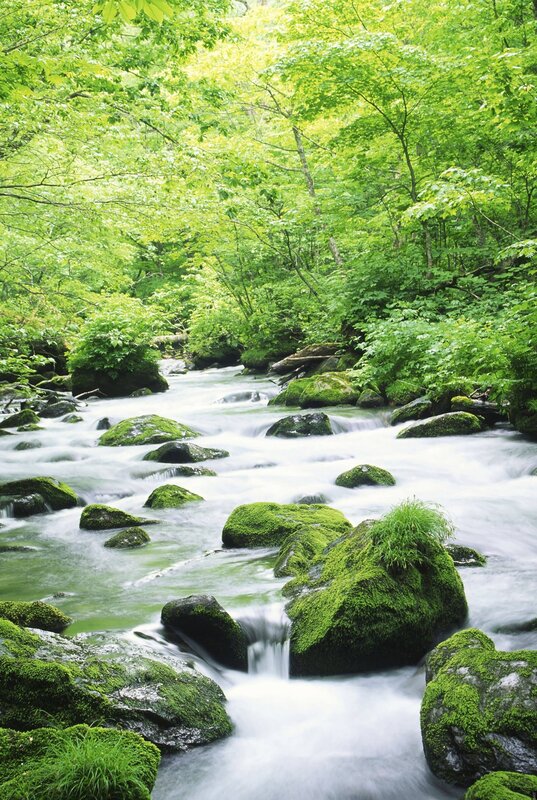 Mossy stream in a lush forest