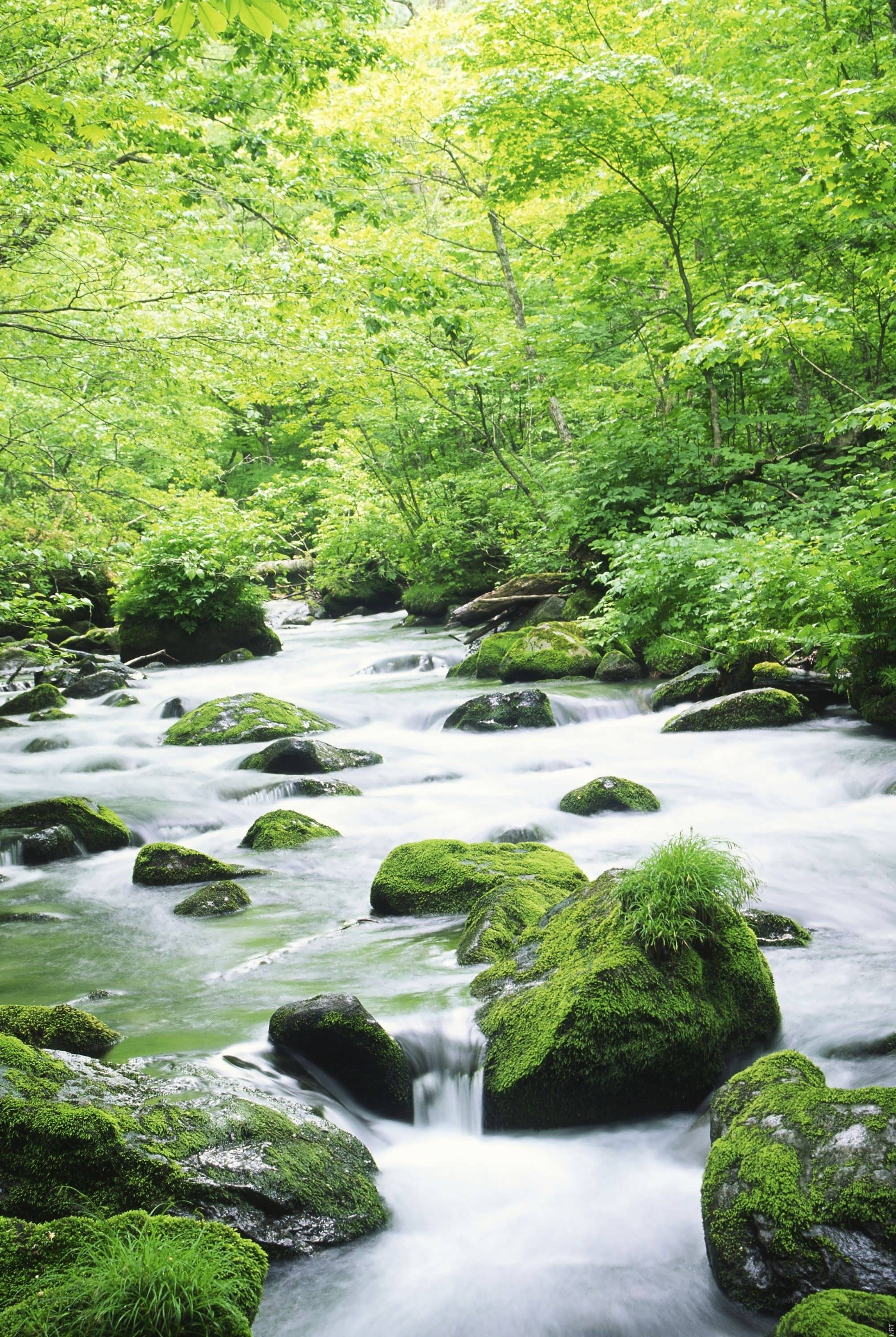 Mossy stream in a lush forest