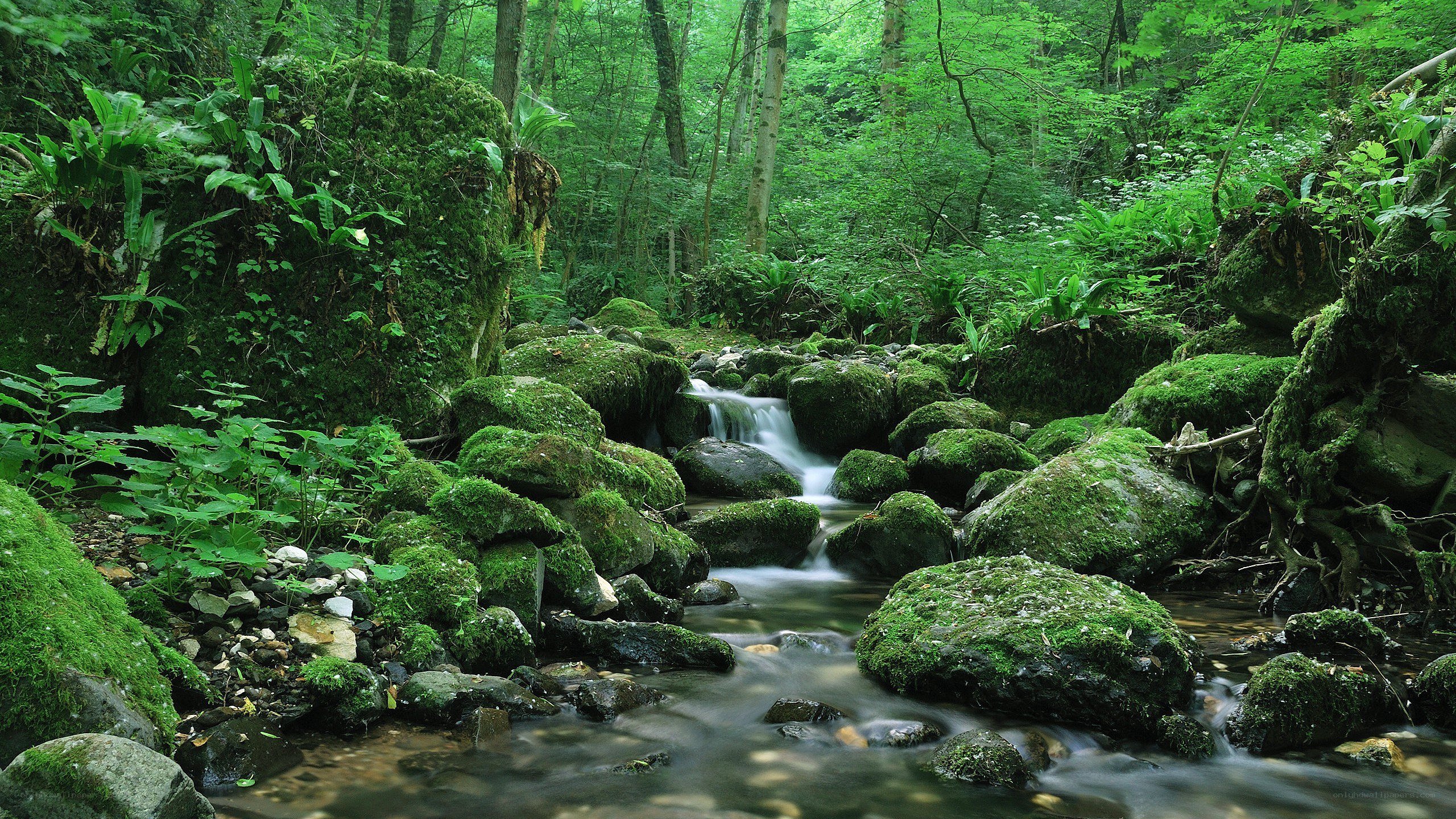 Mossy stream in a lush forest