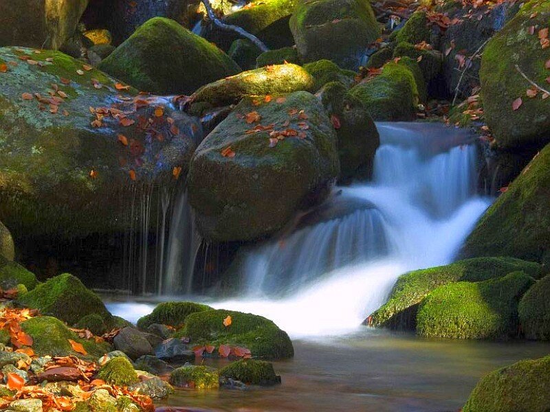 Mossy stream in autumn forest