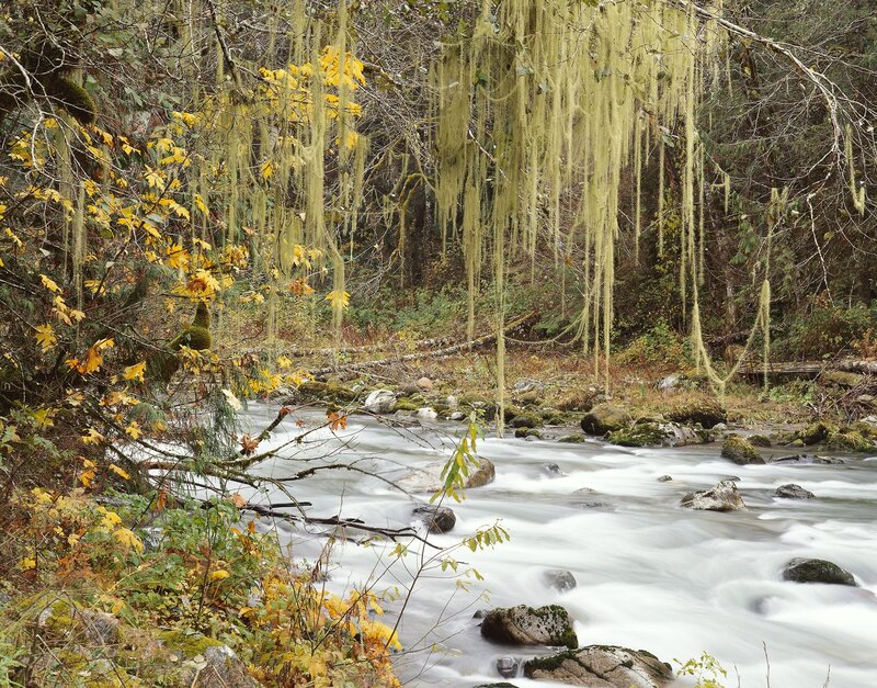 Mossy stream in autumn forest