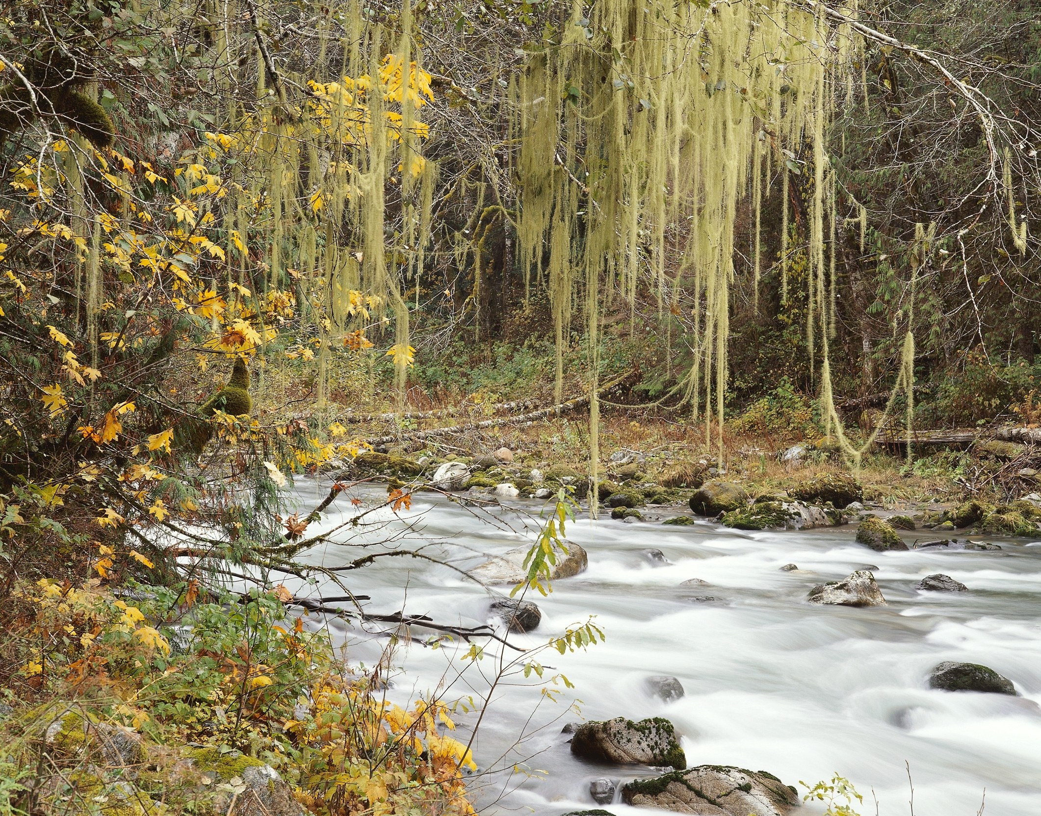 Mossy stream in autumn forest