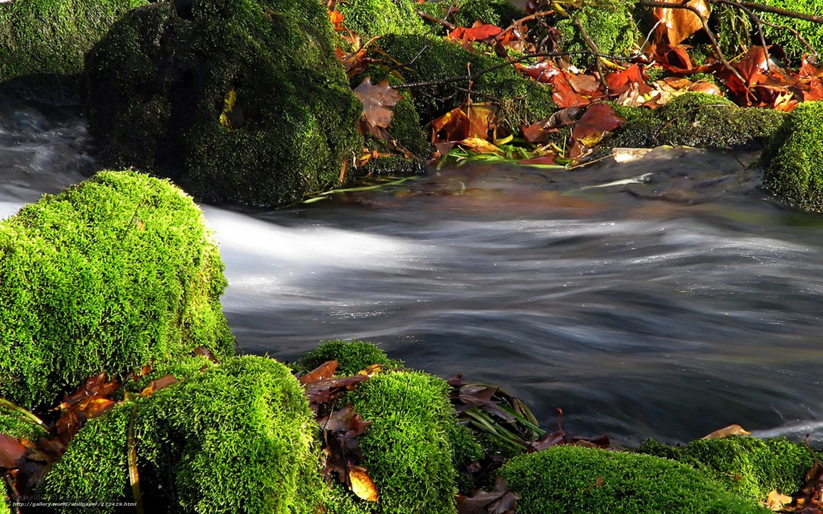 Mossy stream in autumn