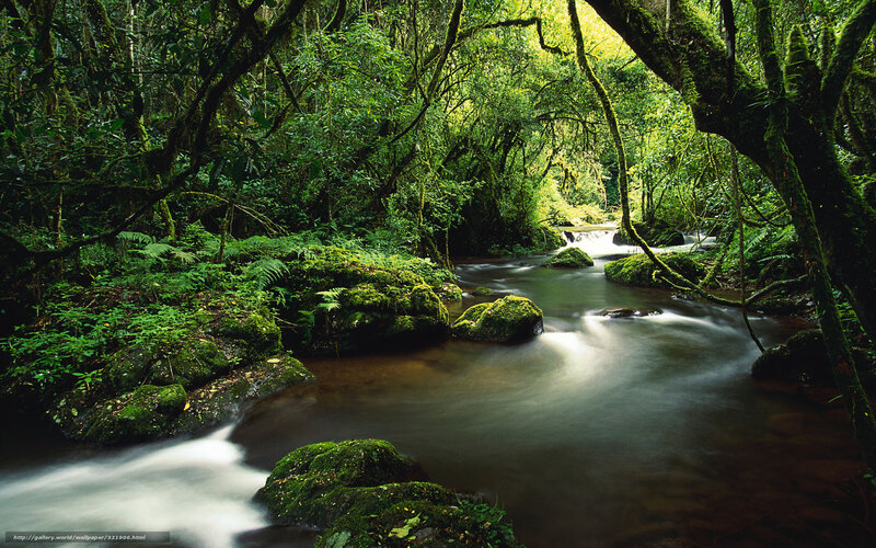 Mossy stream in dense forest