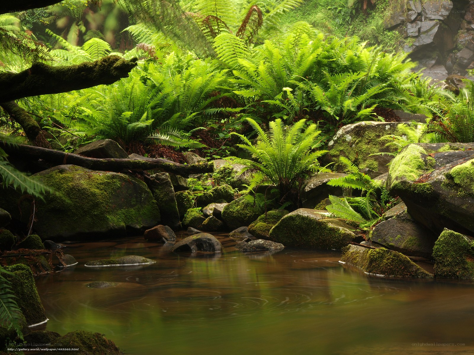 Mossy stream in fern forest