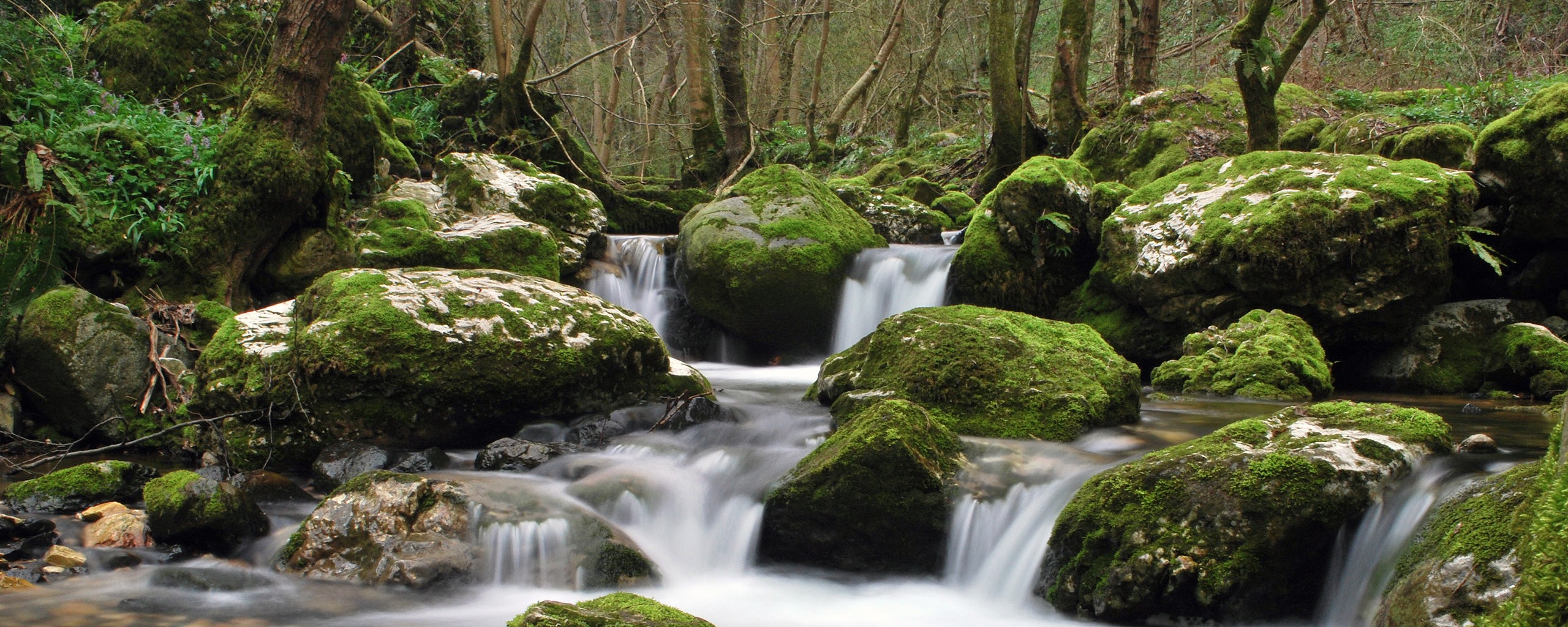 Mossy stream in forest