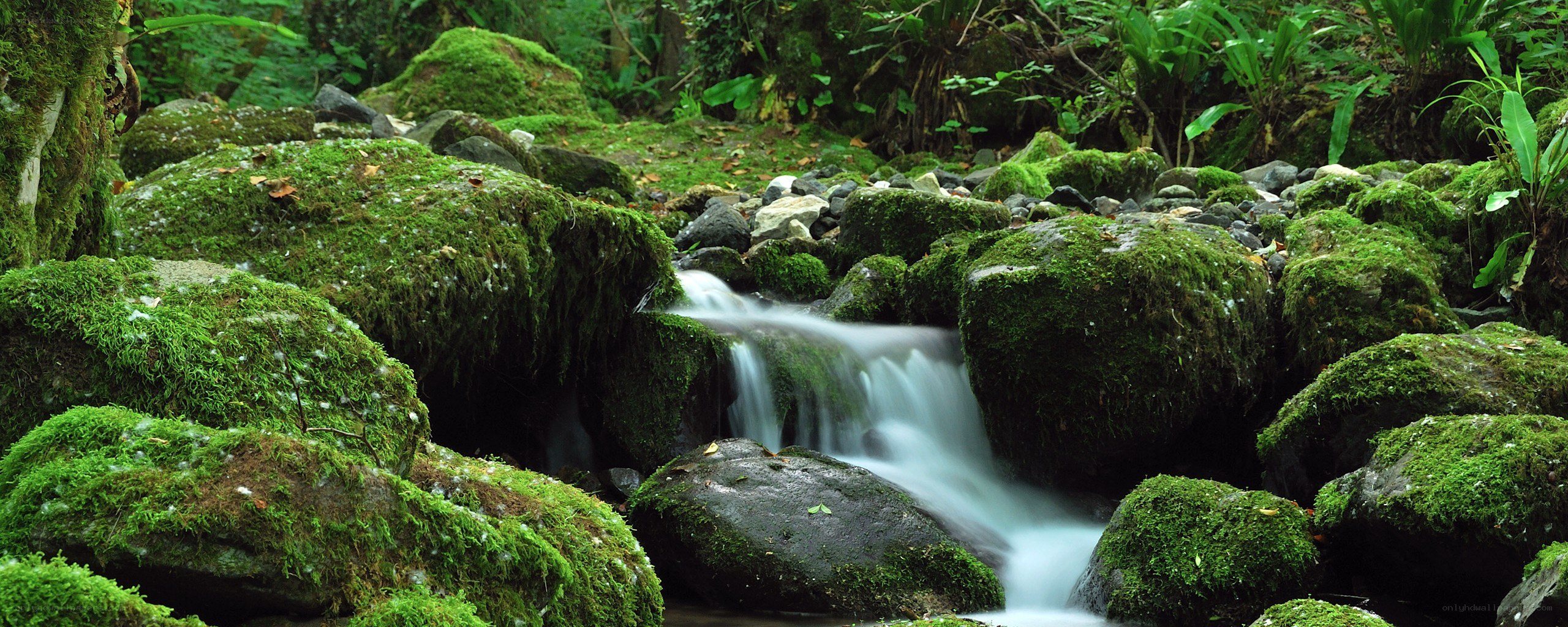 Mossy stream in forest
