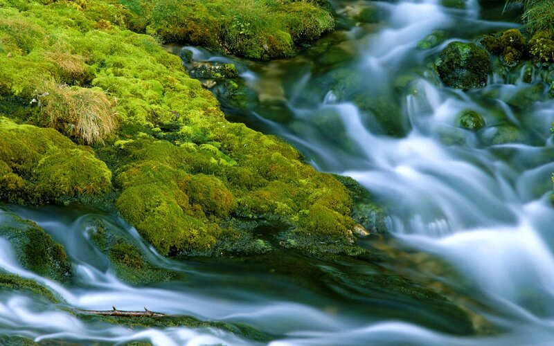 Mossy stream in forest