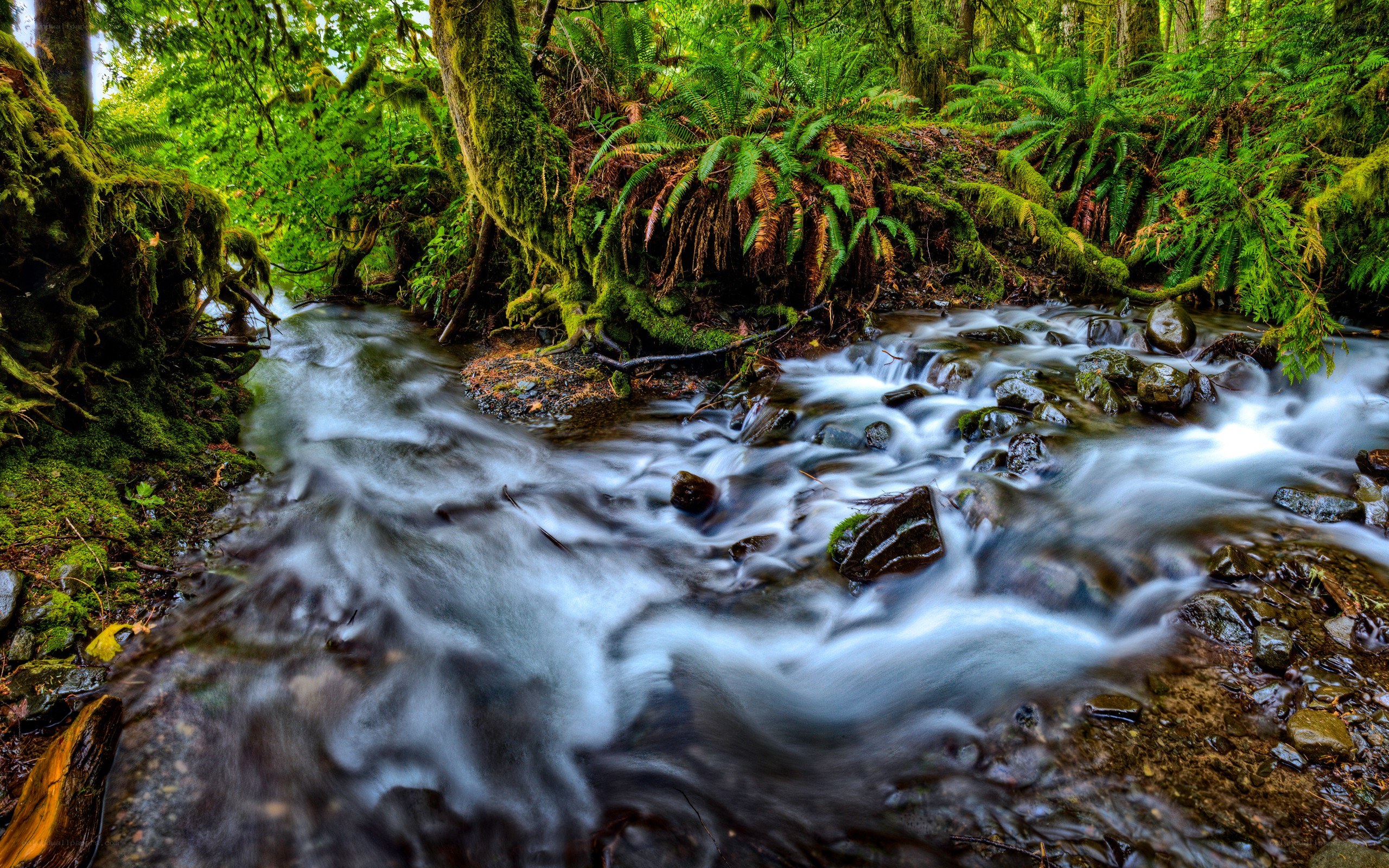 Mossy stream in forest