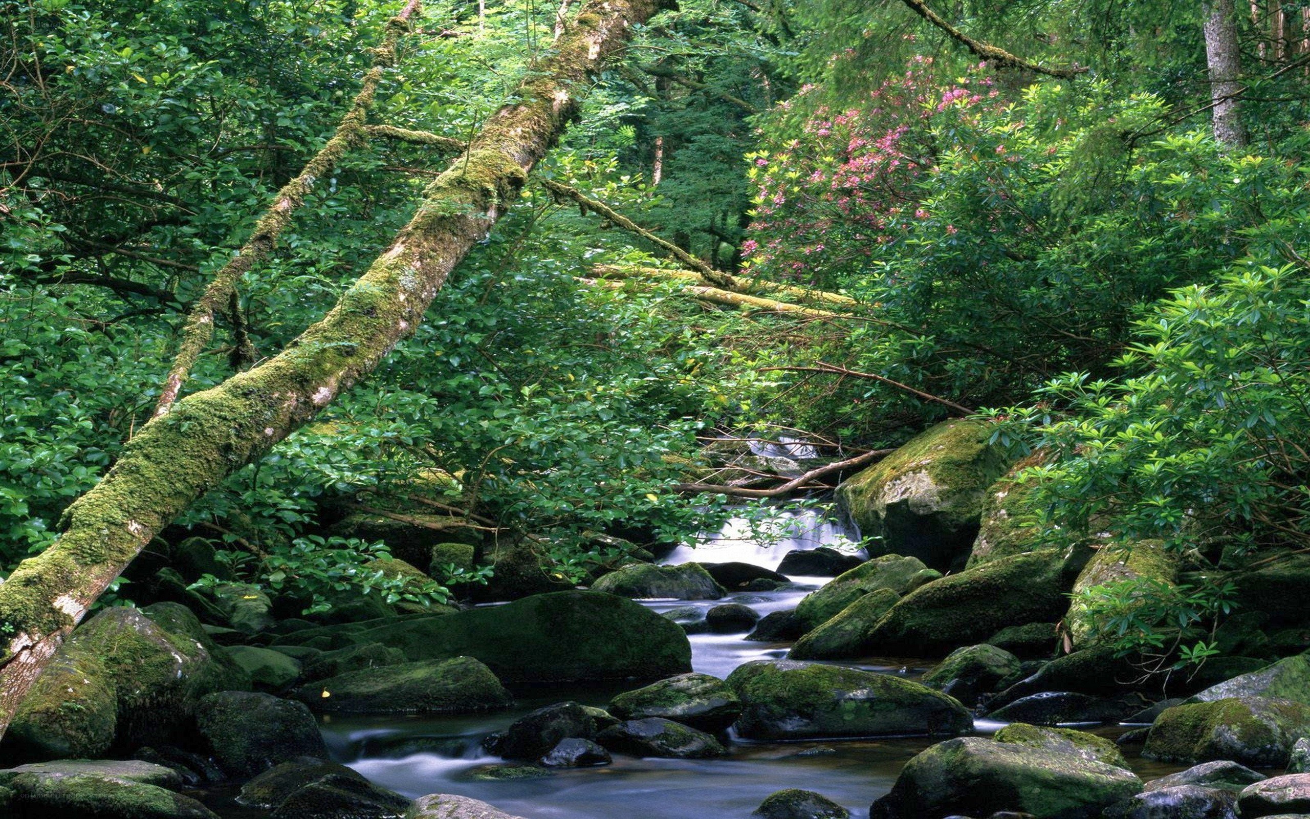 Mossy stream in forest