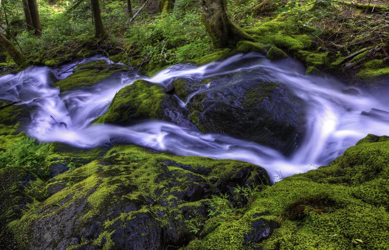 Mossy stream in forest