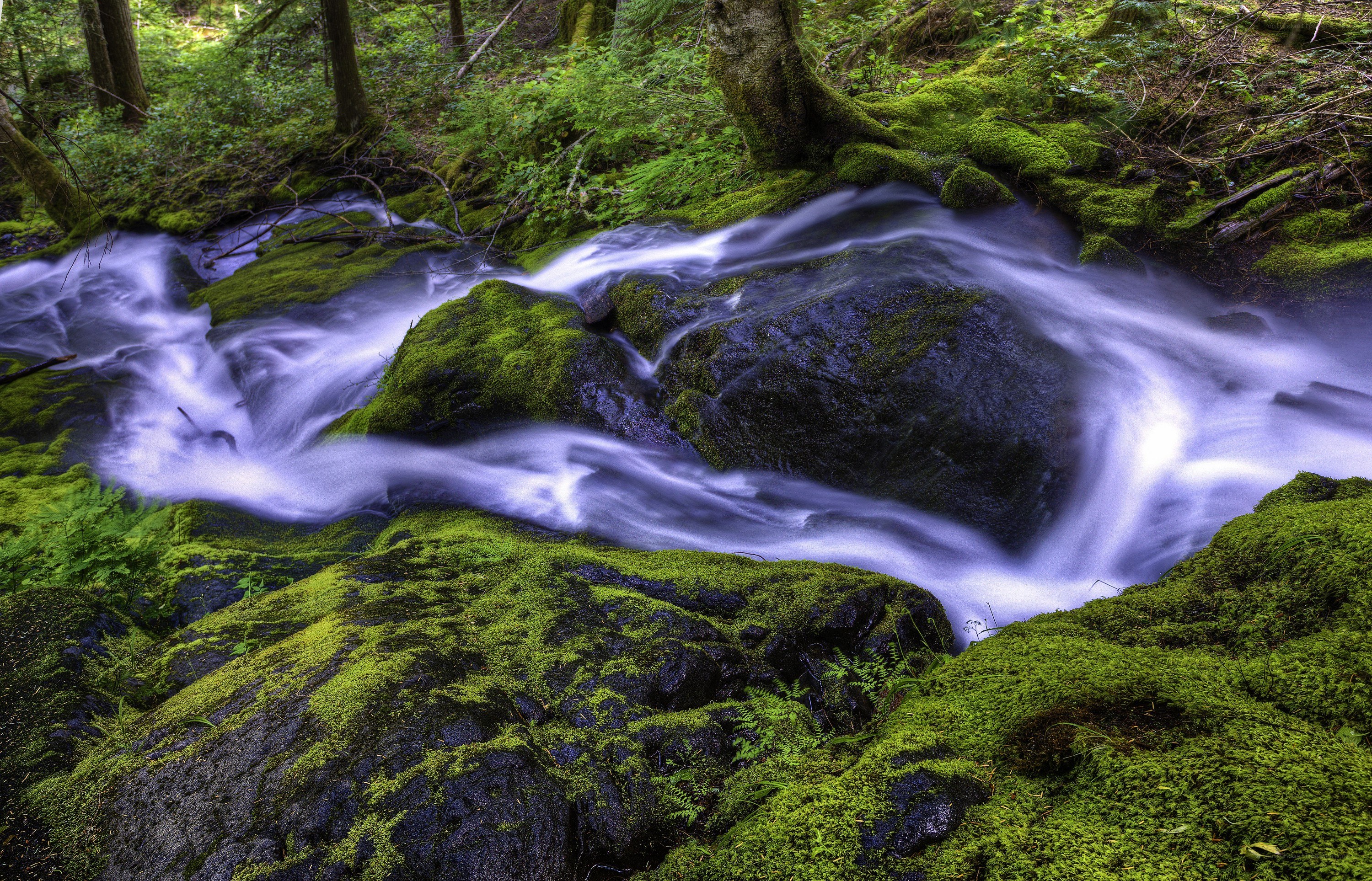 Mossy stream in forest
