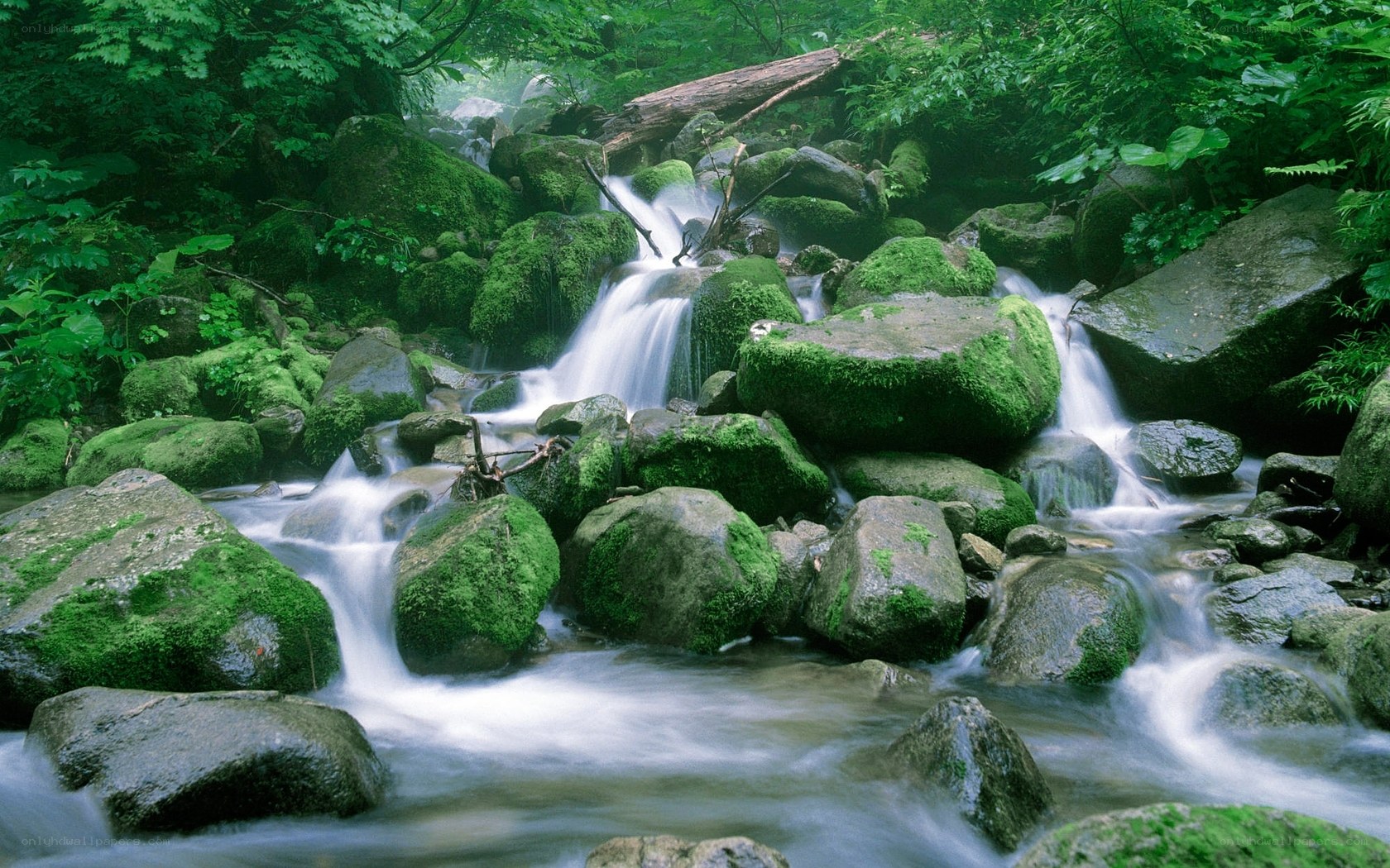 Mossy stream in forest