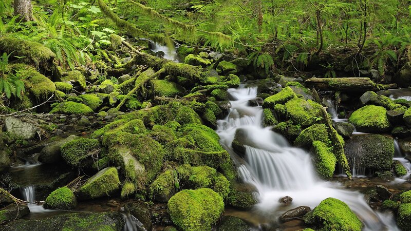Mossy stream in forest