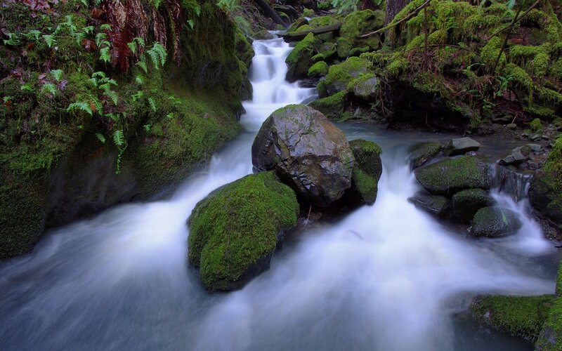 Mossy stream in forest