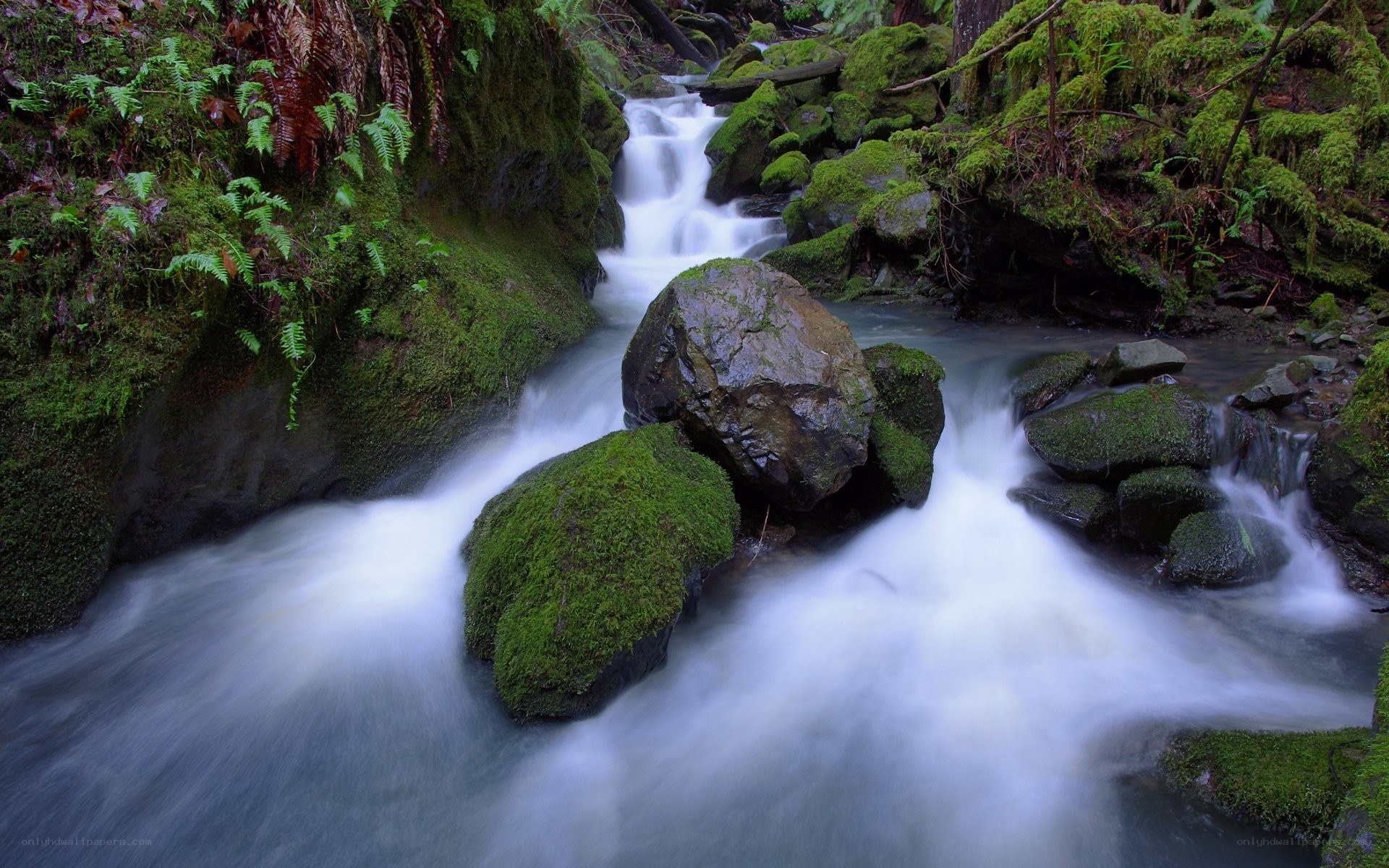 Mossy stream in forest