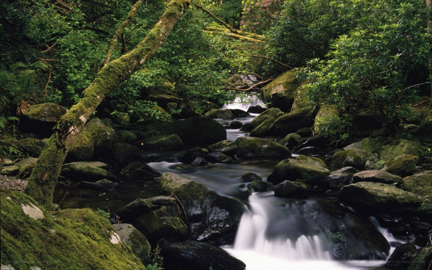 Mossy stream in forest